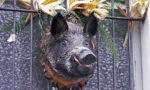 22.Sagra del Cinghiale Migiandone 7 ottobre