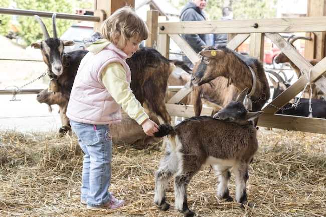 Mostra del capretto vigezzino ph. Studio RDS 2