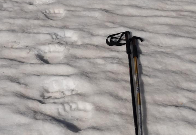 Orso val grande orme