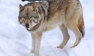 Schermata 2019 12 28 alle 17.42.17