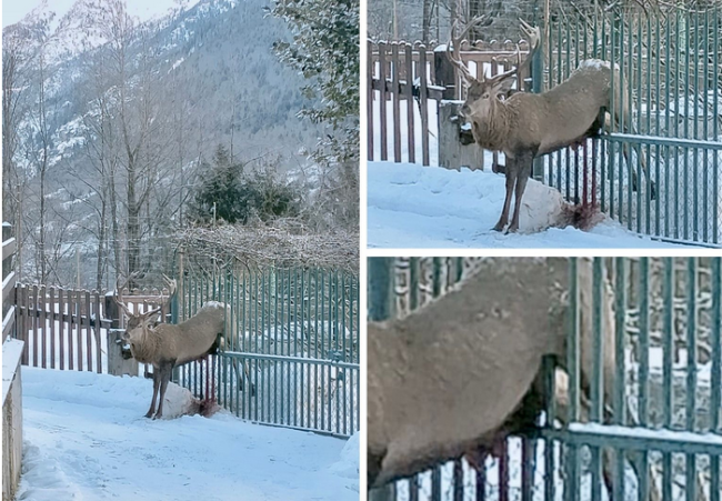 Schermata 2021 01 25 alle 09.42.22