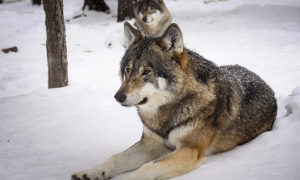 Schermata 2021 02 09 alle 11.54.32