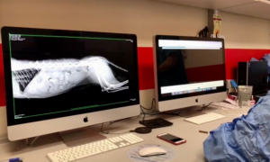 Schermata 2021 04 11 alle 11.04.20