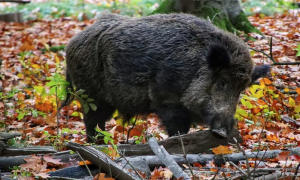 Schermata 2022 01 08 alle 13.37.31