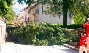 albero caduto vigezzo