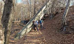 alpe colma albero caduto
