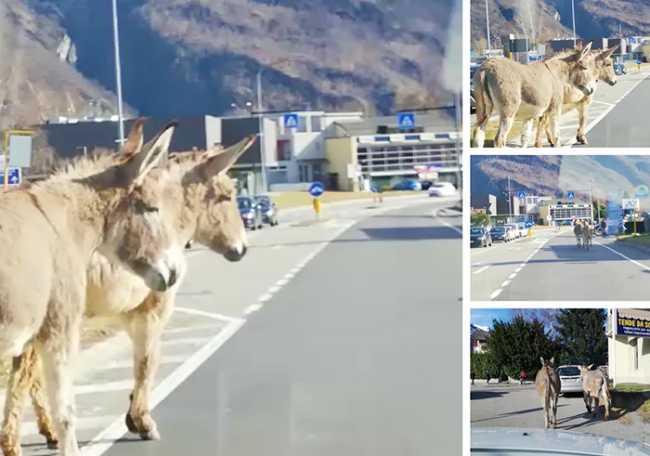 asini fuga nosere mix mar 20