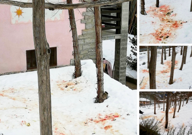 attacco lupo sangue neve viganella mix