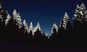 bosco notte neve