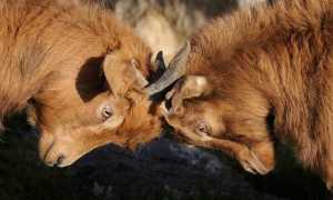 capre images sampledata varie generiche