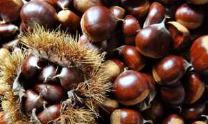 castagne foto