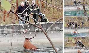 cervo canale mix ott 20