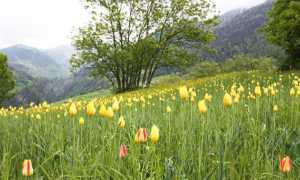 fiori tulipani montagna tulipa grengiolensis