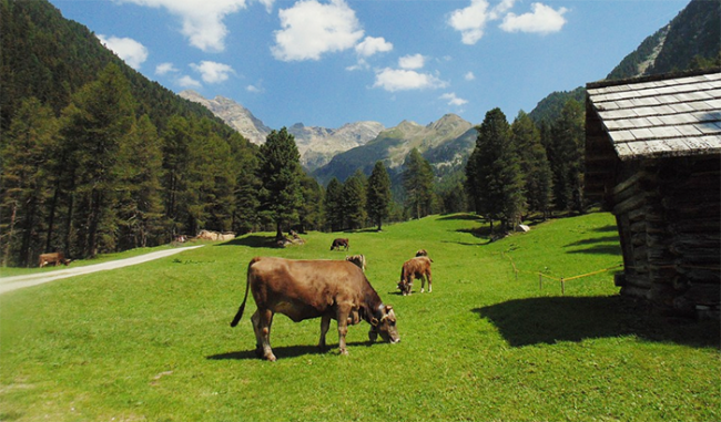 montagna mucca prato baita