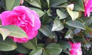 mostra camelia gozzano