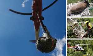 mucca elicottero anzasca lug 20