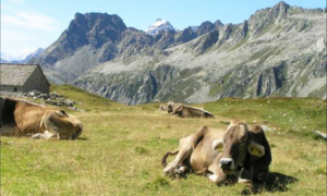 mucca prato arbola 18