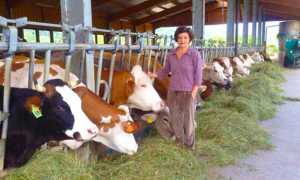 stalla mucche piazza curagius