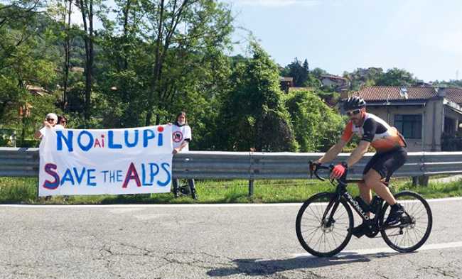 striscioni lupo giro italia
