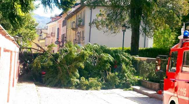 albero caduto vigezzo