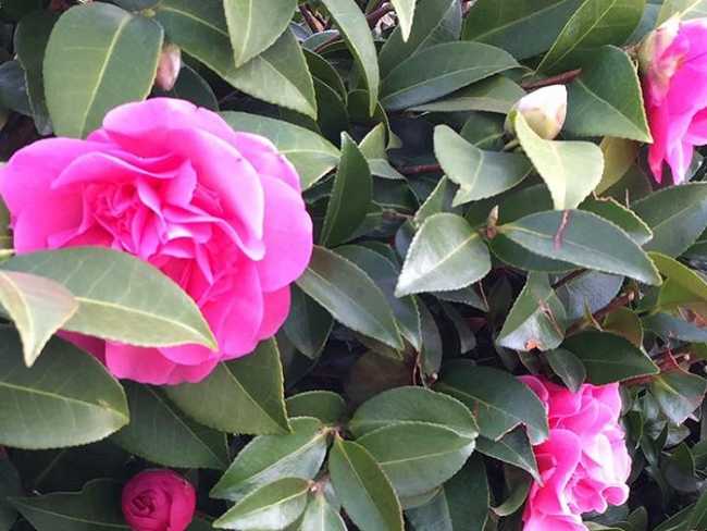 mostra camelia gozzano