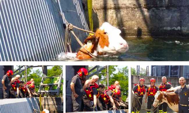 mucca canale vigili