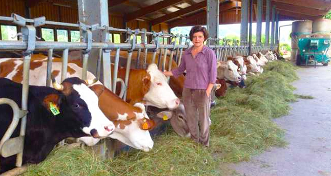 stalla mucche piazza curagius