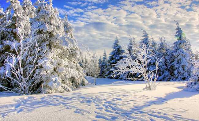 neve alberi ghiaccio cielo azzurro