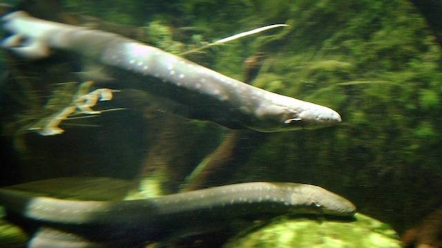 Previsti nuovi mezzi per la tutela