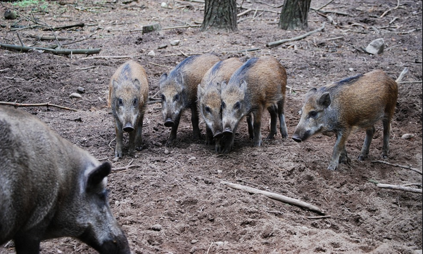 Schermata 2019 09 04 alle 15.26.27